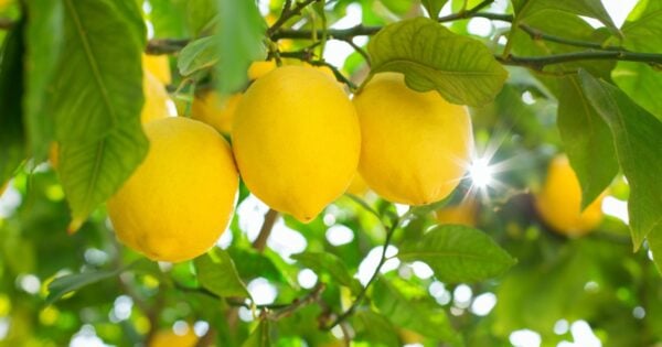 Three lemons on a lemon tree.